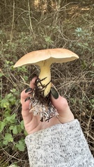 Leucopaxillus gentianeus