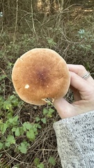 Leucopaxillus gentianeus