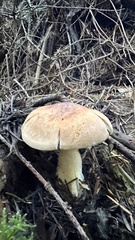Leucopaxillus gentianeus