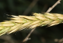 Psathyrostachys