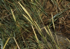 Psathyrostachys