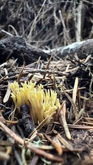 Phaeoclavulina