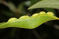 Thecabius populimonilis