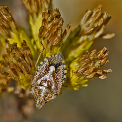 Agonoscelis puberula