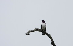 Cinnyricinclus leucogaster