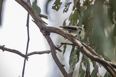 Daphoenositta chrysoptera