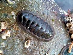 Ischnochiton australis