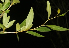 Populus angustifolia