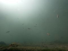 Xiphophorus hellerii