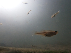 Xiphophorus hellerii