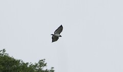 Buteo augur