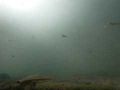 Xiphophorus hellerii