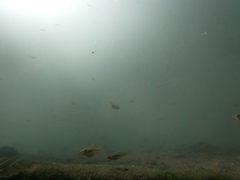 Xiphophorus hellerii