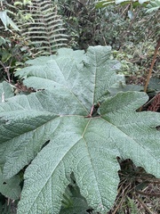 Gunnera