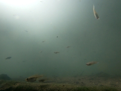 Xiphophorus hellerii