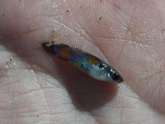 Xiphophorus hellerii