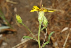 Heterotheca hirsutissima