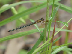 Xanthagrion erythroneurum