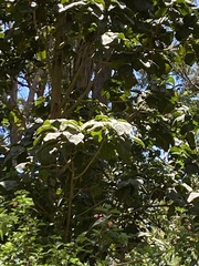Dendrocnide excelsa