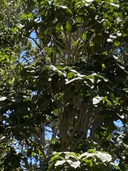 Dendrocnide excelsa