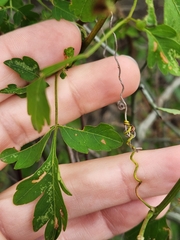 Serjania brachycarpa