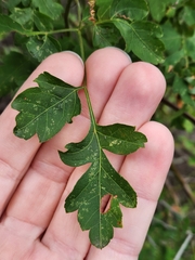 Serjania brachycarpa