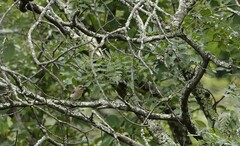 Monticola angolensis