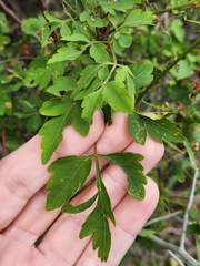 Serjania brachycarpa