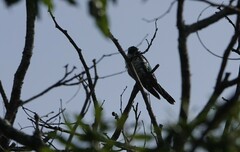 Chrysococcyx caprius