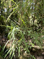 Arthrostylidiinae