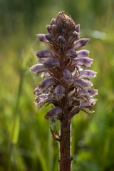 Orobanche minor