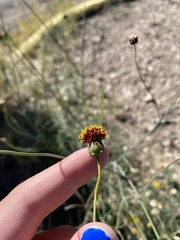 Thelesperma ambiguum