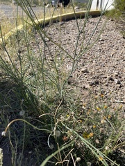 Thelesperma ambiguum