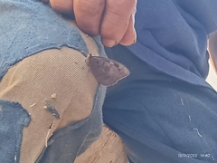 Hamadryas feronia