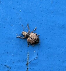 Strophosoma melanogrammum