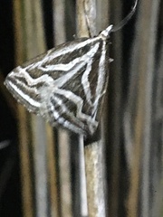 Dichromodes confluaria