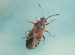 Arocatus melanocephalus