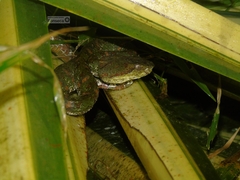 Bothriechis schlegelii