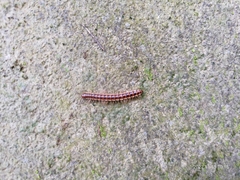 Chamberlinius hualienensis