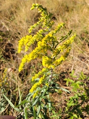 Solidago juliae