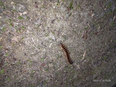 Chamberlinius hualienensis
