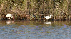 Egretta thula