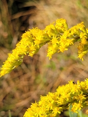 Solidago juliae