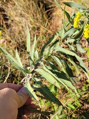 Solidago juliae