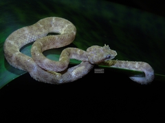 Bothriechis schlegelii