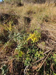Solidago juliae