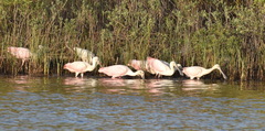 Platalea ajaja
