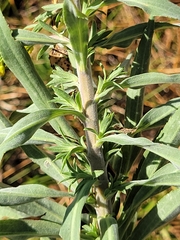 Solidago juliae