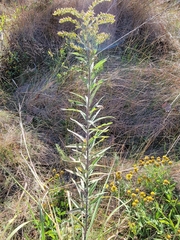 Solidago juliae