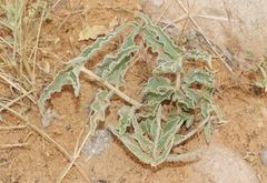 Asclepias macrosperma